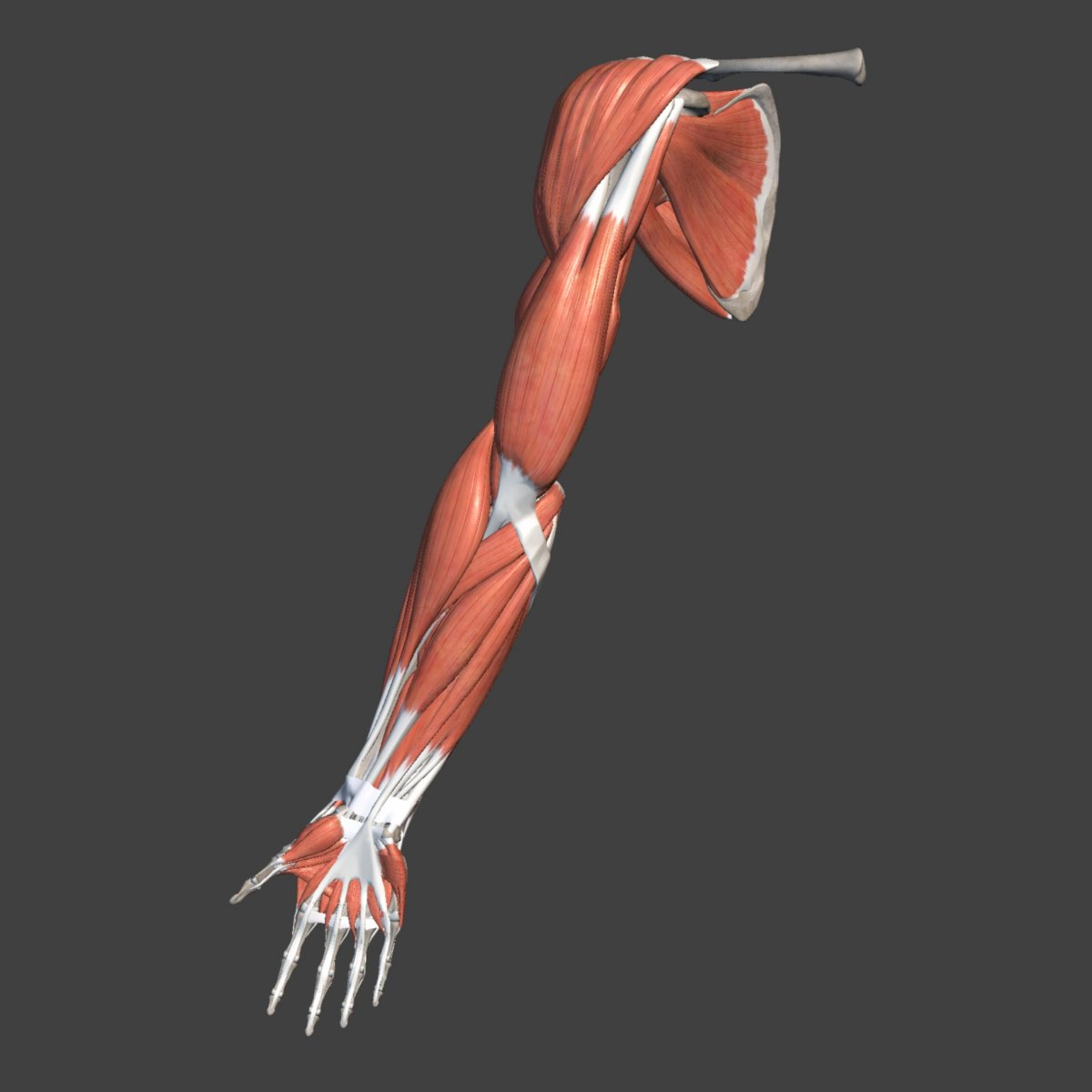 Трехглавая мышца плеча трицепс