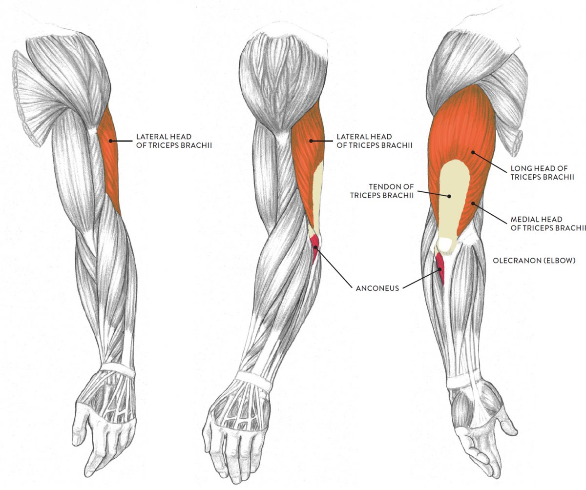 Мышцы человека анатомия референс анатомия руки