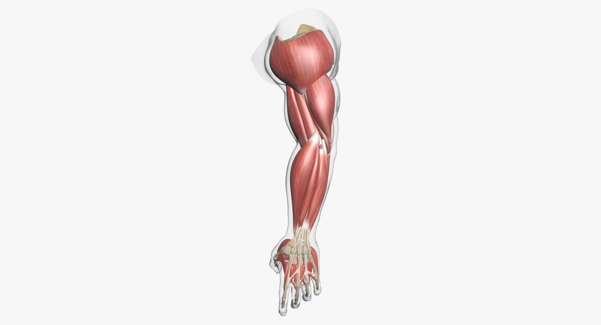 3д анатомия мышцы верхней конечности