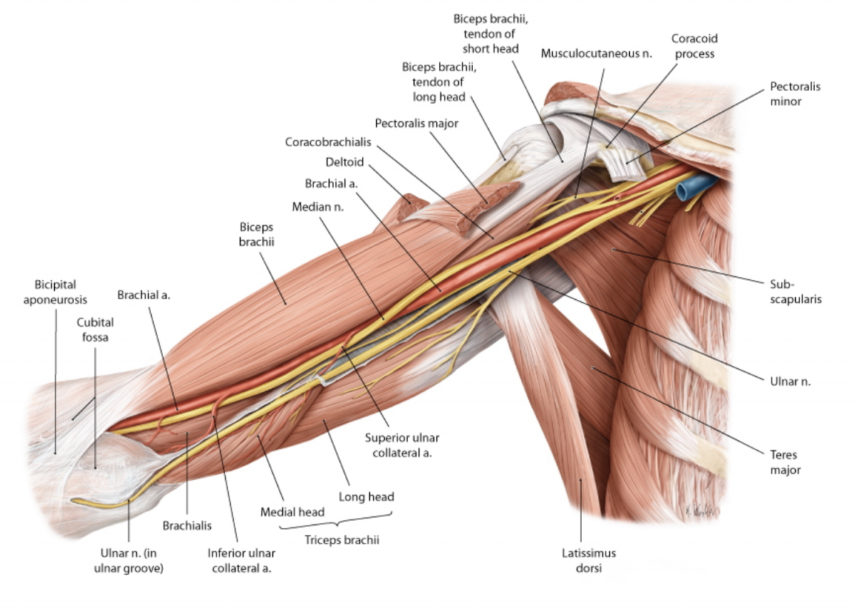 Сухожилие двуглавой мышцы плеча