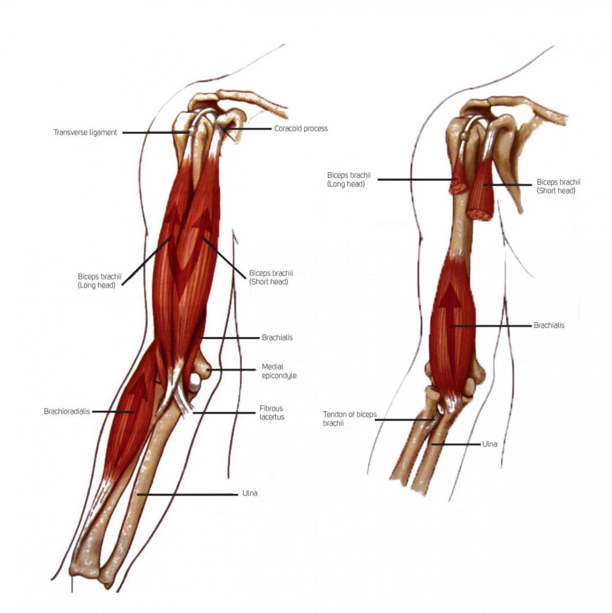 Сухожилия на руке анатомия