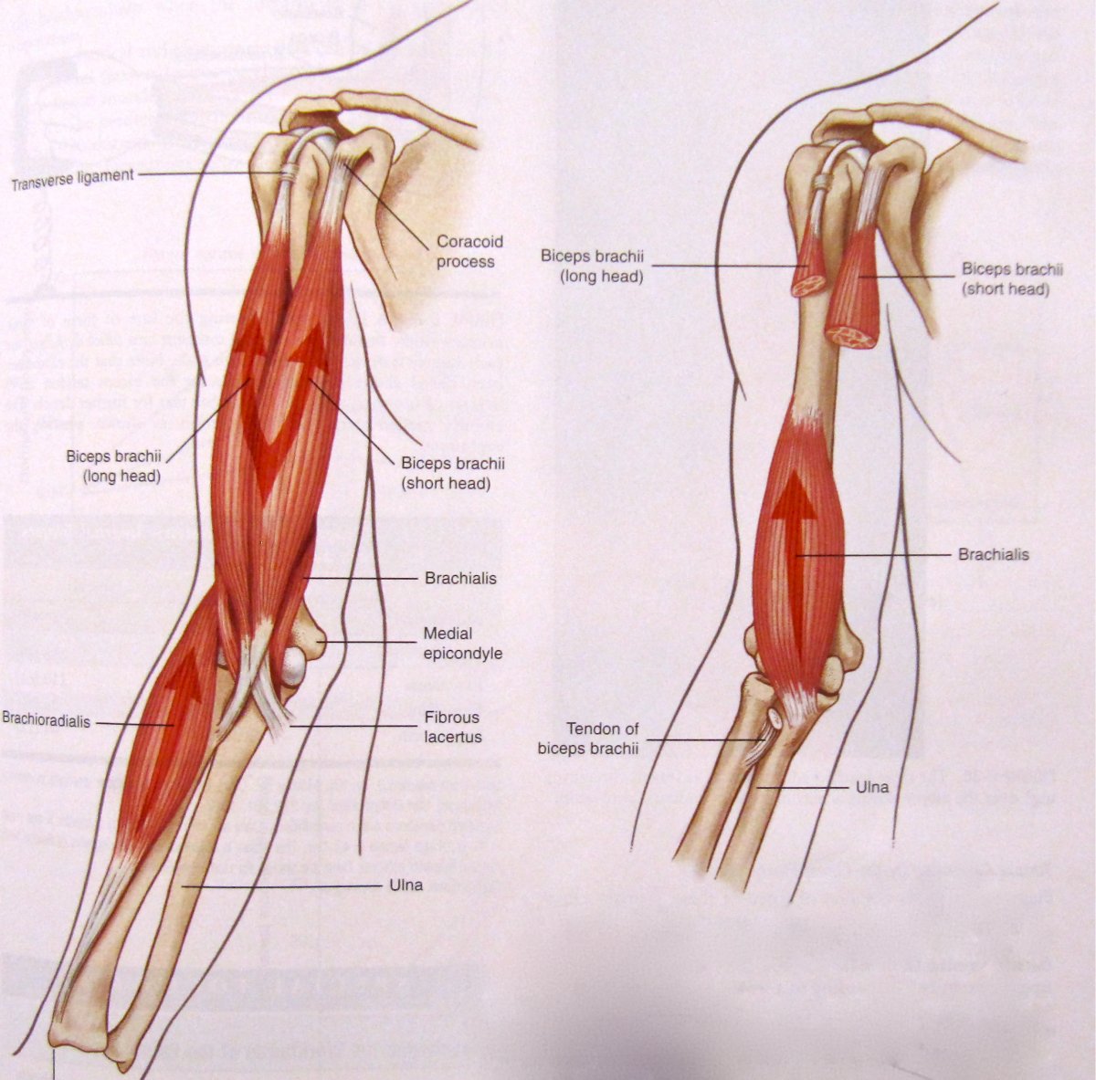 Biceps brachii brachialis