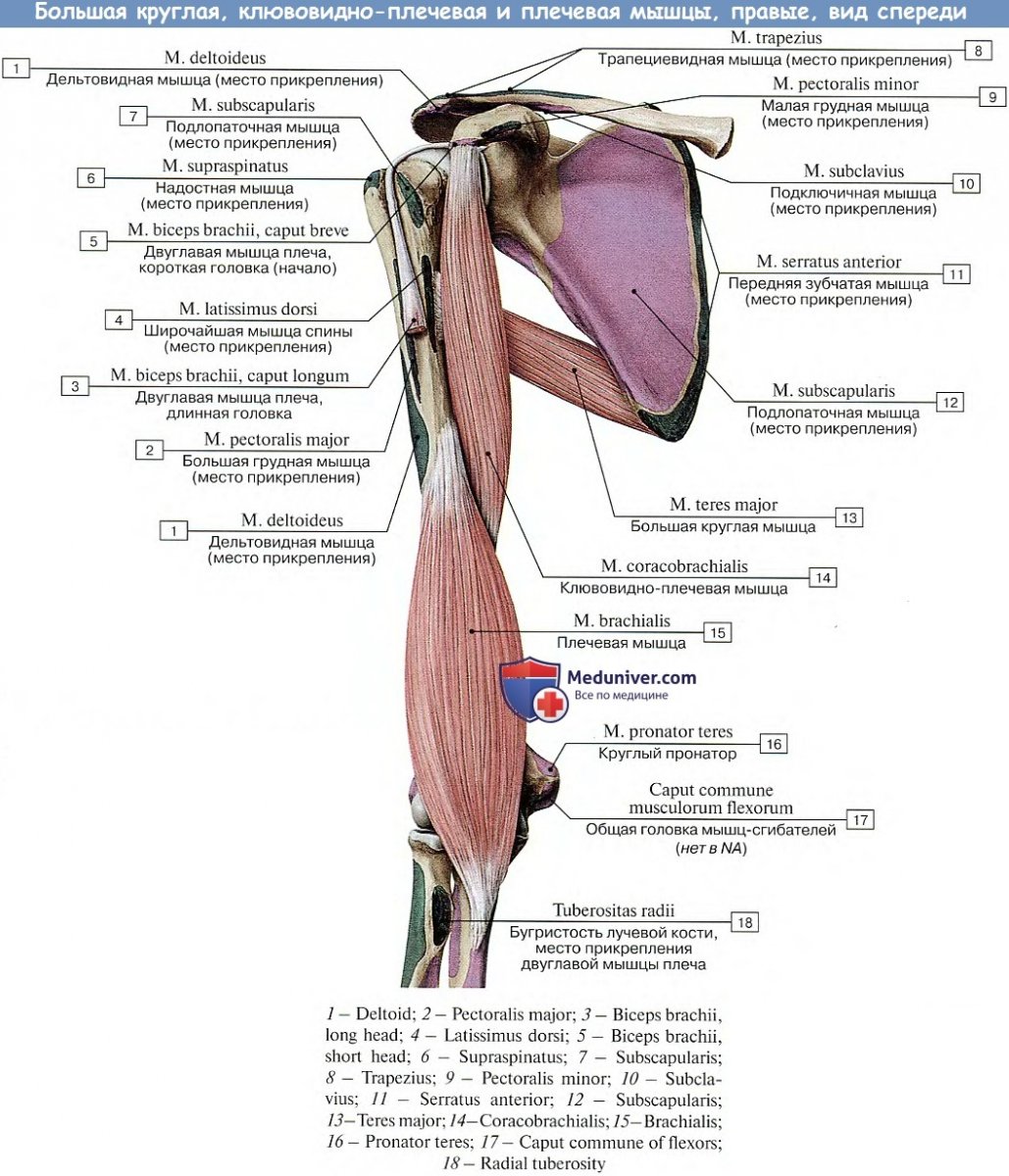 Место крепления двуглавой мышцы плеча