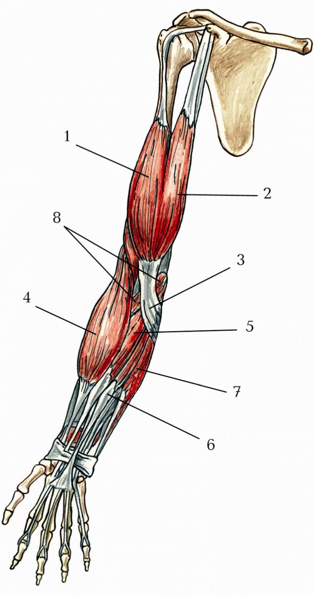 Плечевая мышца (m. brachioradialis)