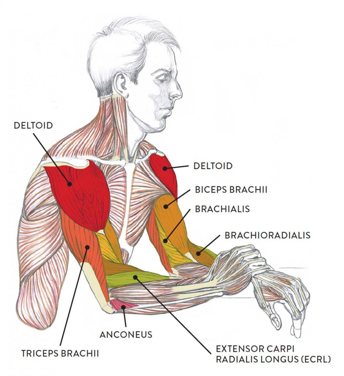 Камбаловидная мышца анатомия