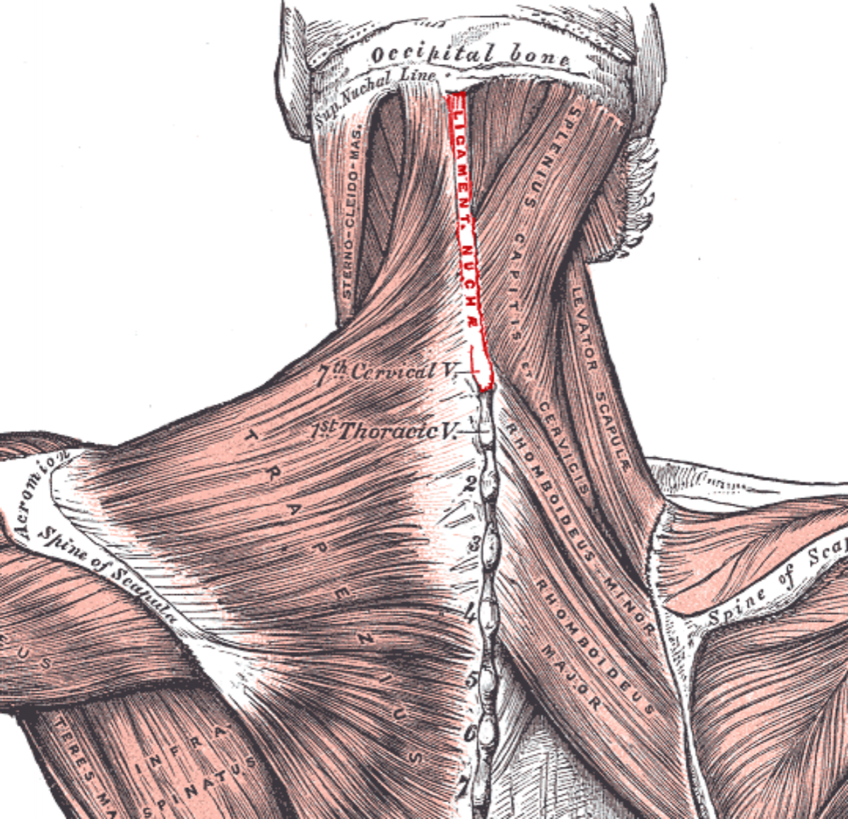 Трапециевидная мышца спины анатомия
