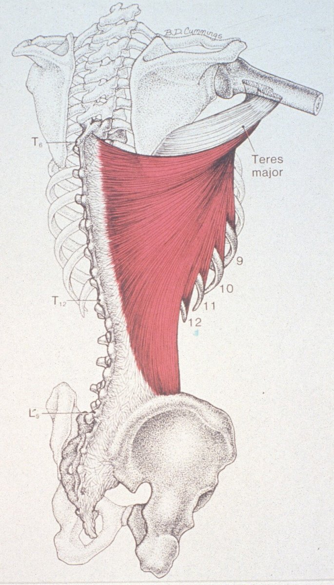 Надостная мышца спины анатомия
