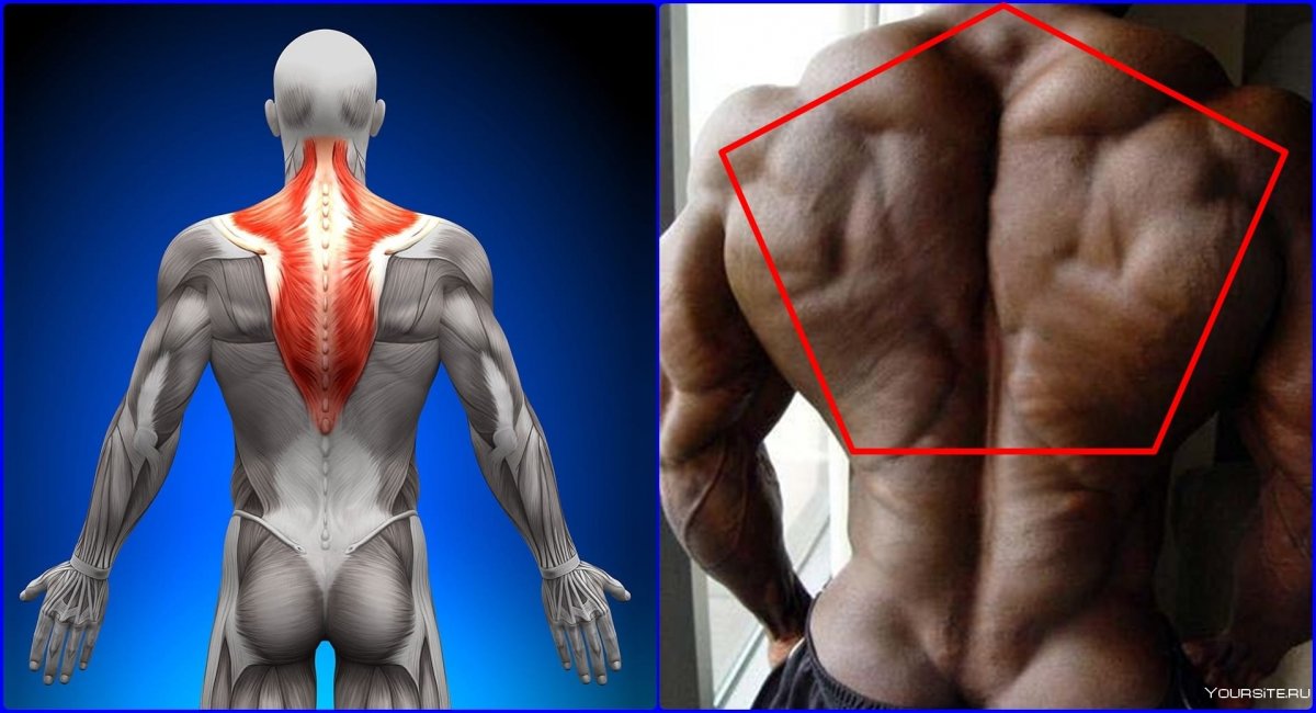 Ромбовидная мышца спины анатомия
