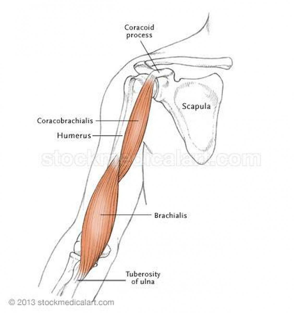 Клювовидно-плечевая мышца (m. coracobrachialis)