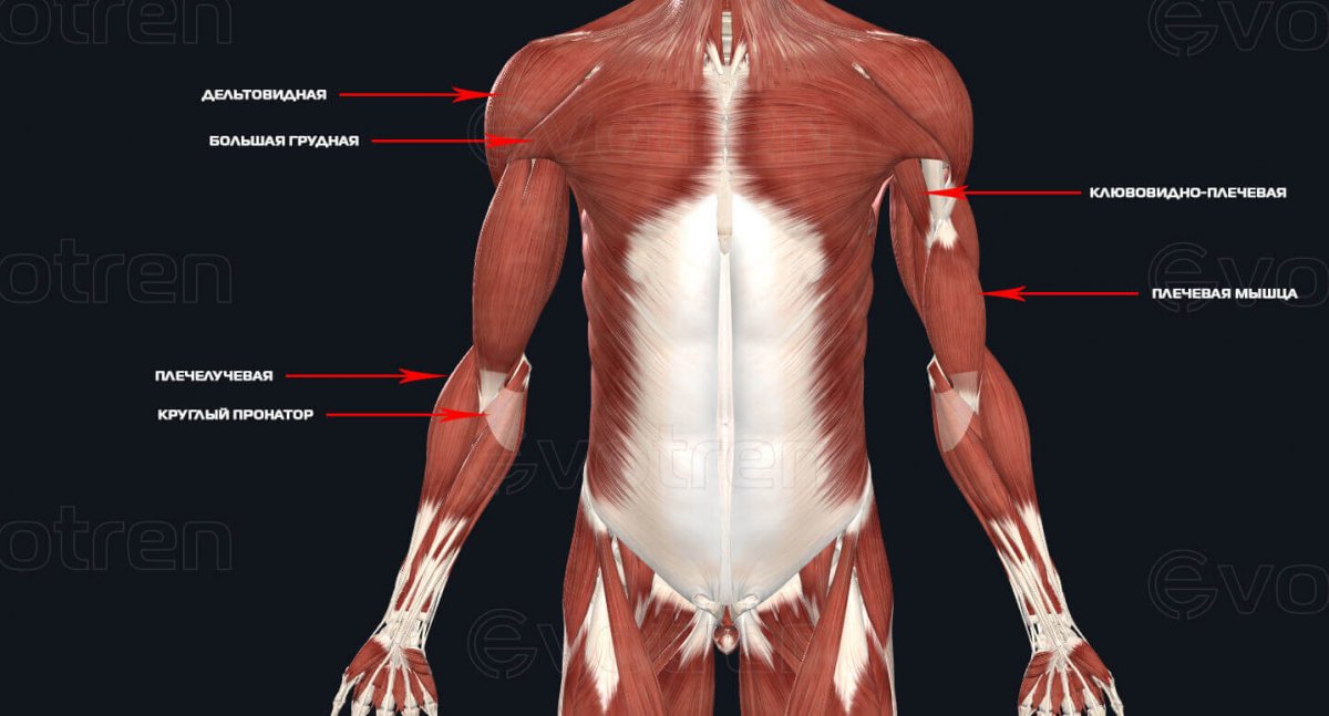 Надостная мышца плеча анатомия