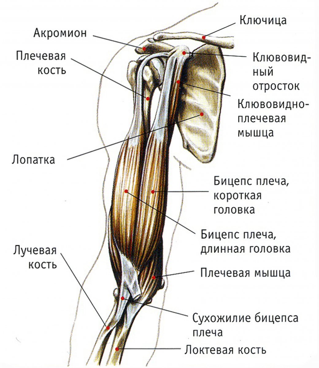 Клювовидно-плечевая мышца (m. coracobrachialis)