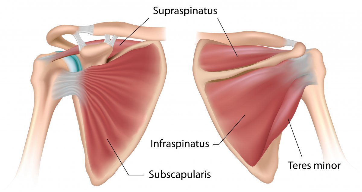 Сухожилия поддостной мышцы плечевого сустава