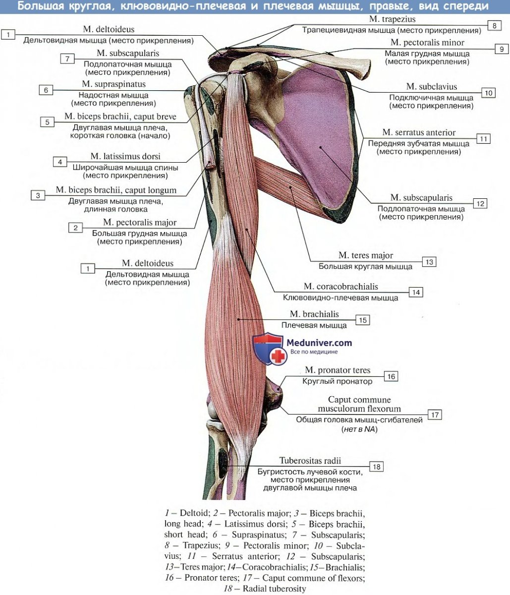 Плечевой сустав анатомия m. coracobrachialis