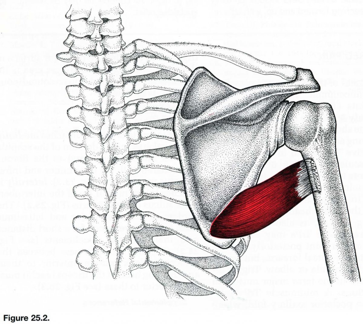 Большая круглая мышца (m. Teres Major)