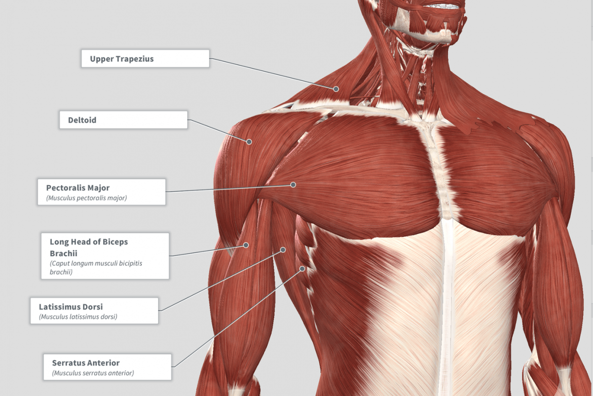 Анатомия мышцы человека брусья