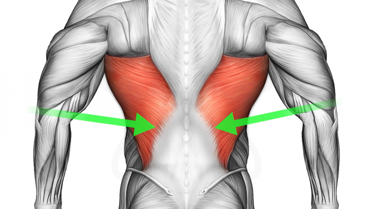 Малая грудная мышца анатомия