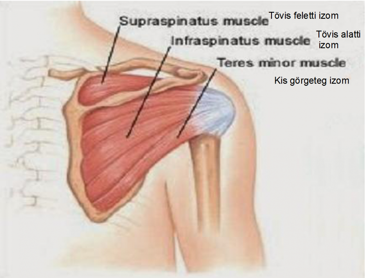 Мышцы плечевого сустава человека и связки анатомия