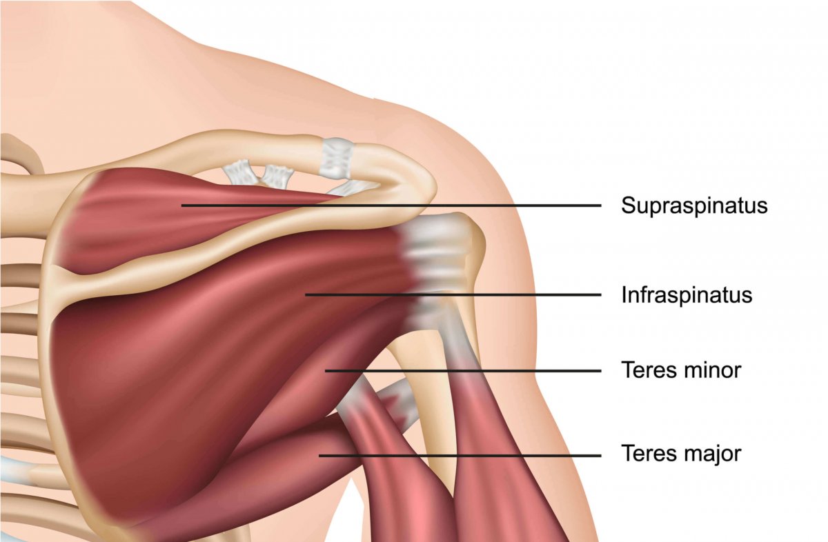 Мышцы и сухожилия спины