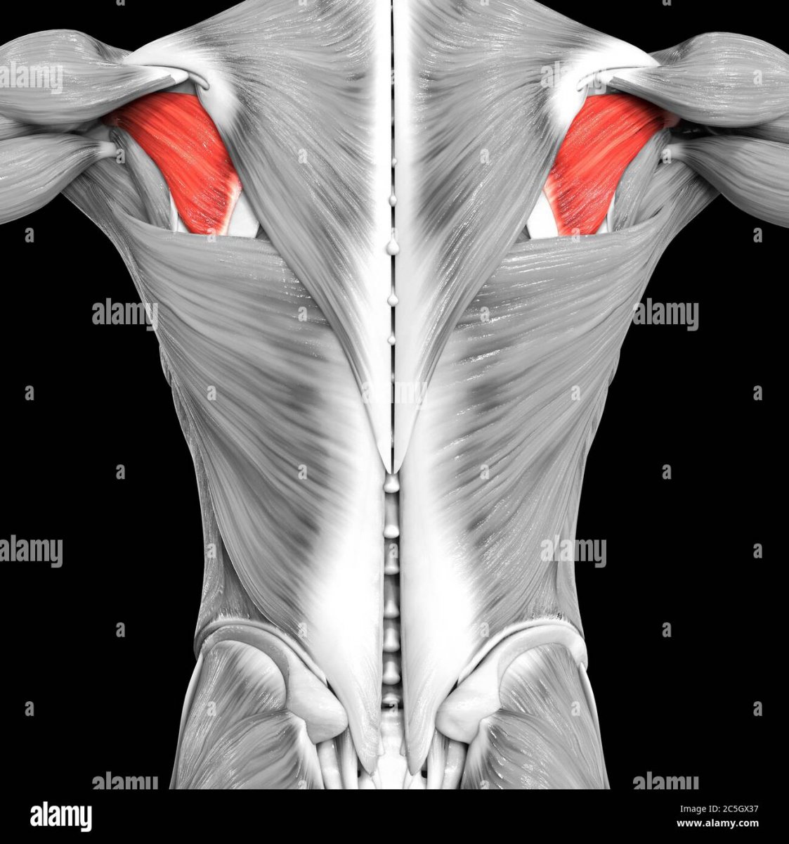 Надостная мышца анатомия