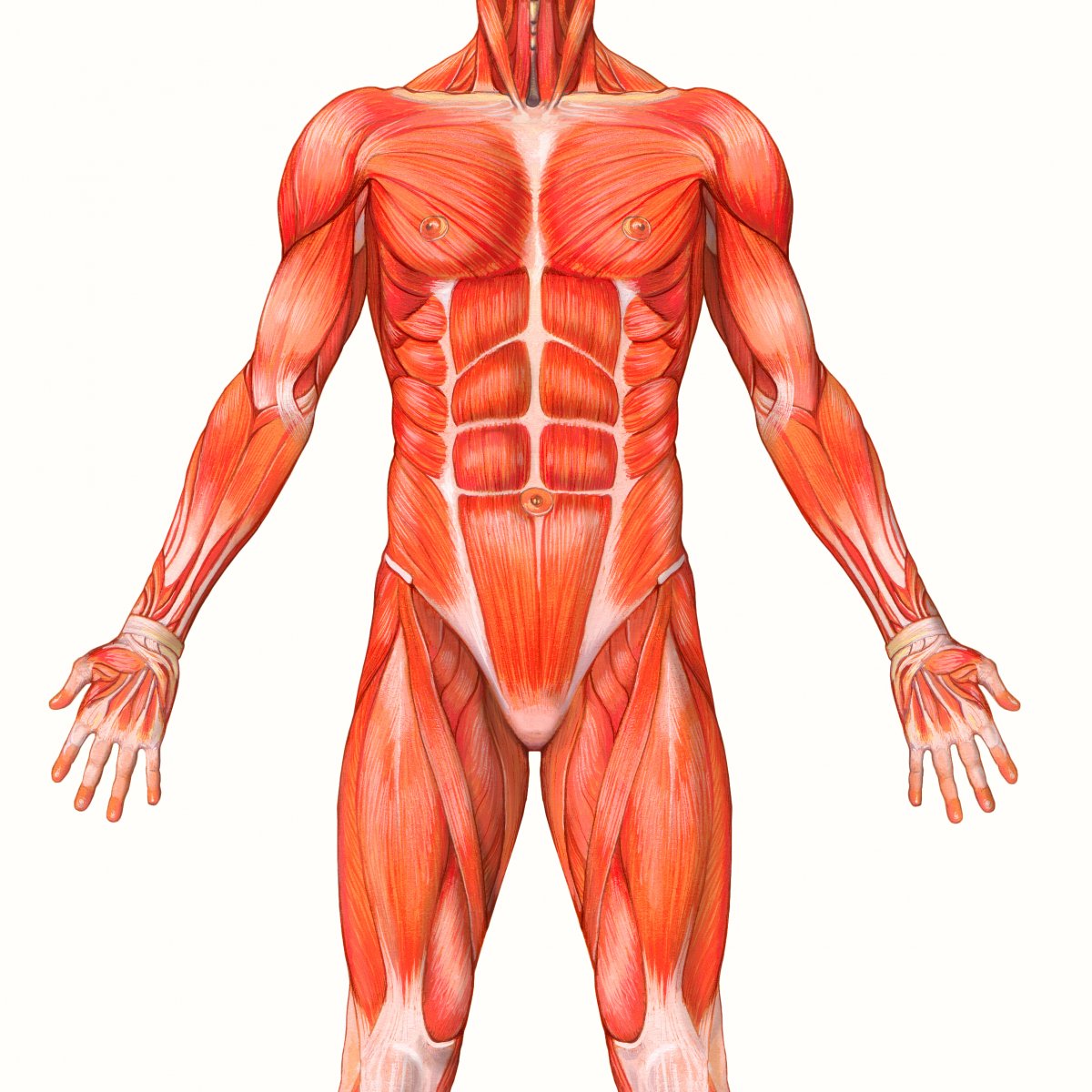 Миология мышцы