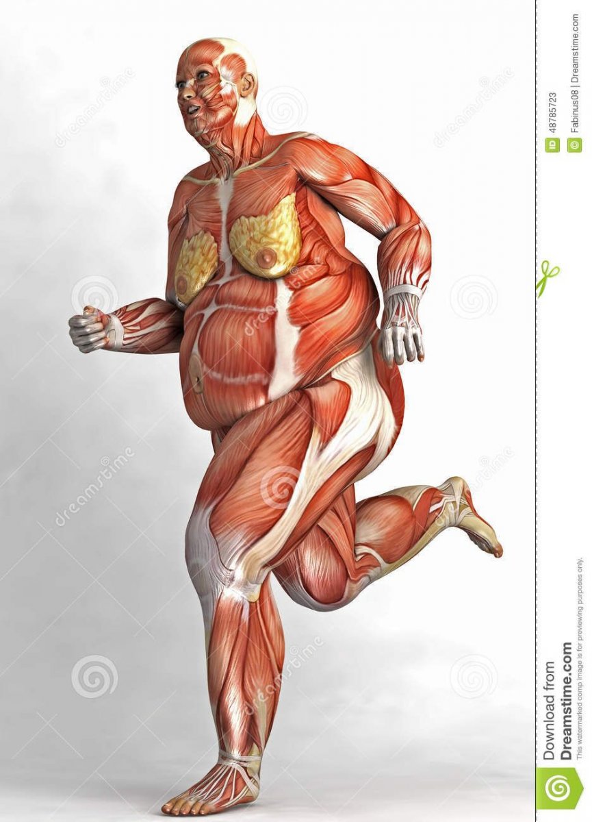 Мышцы полного человека