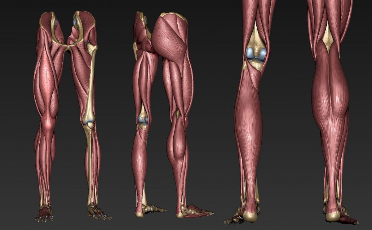 Референсы анатомия мышцы