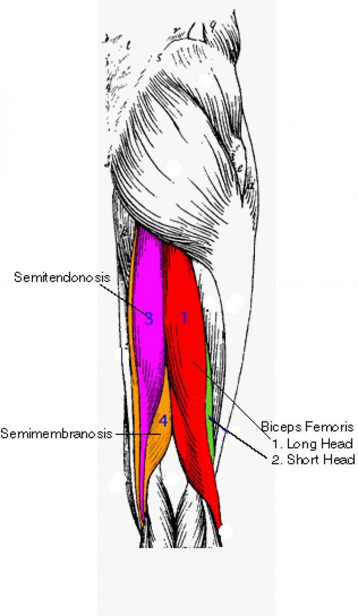 Pectineus muscle анатомия