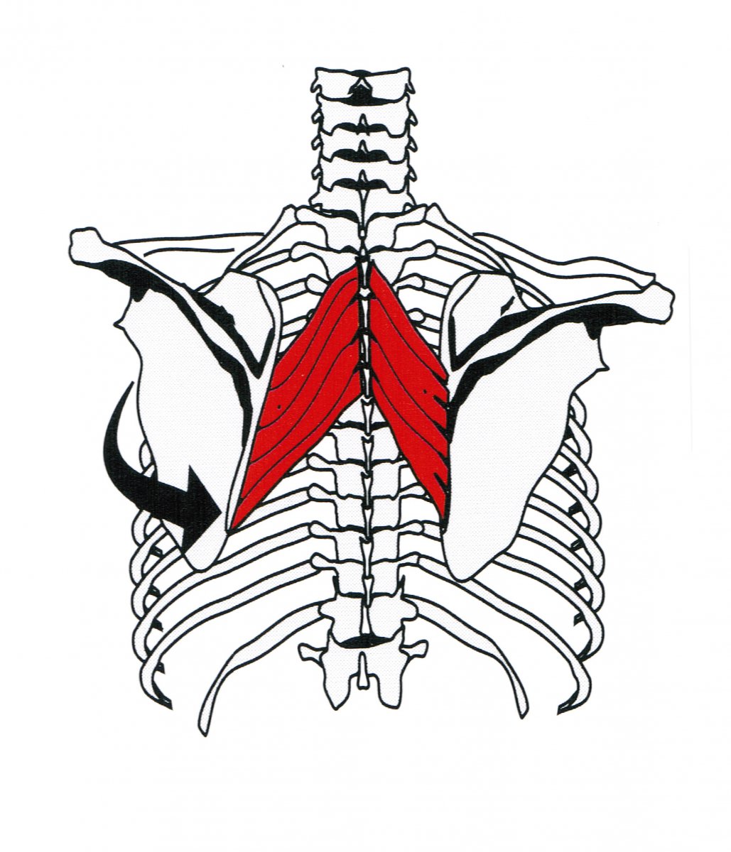 Musculus rhomboideus Major