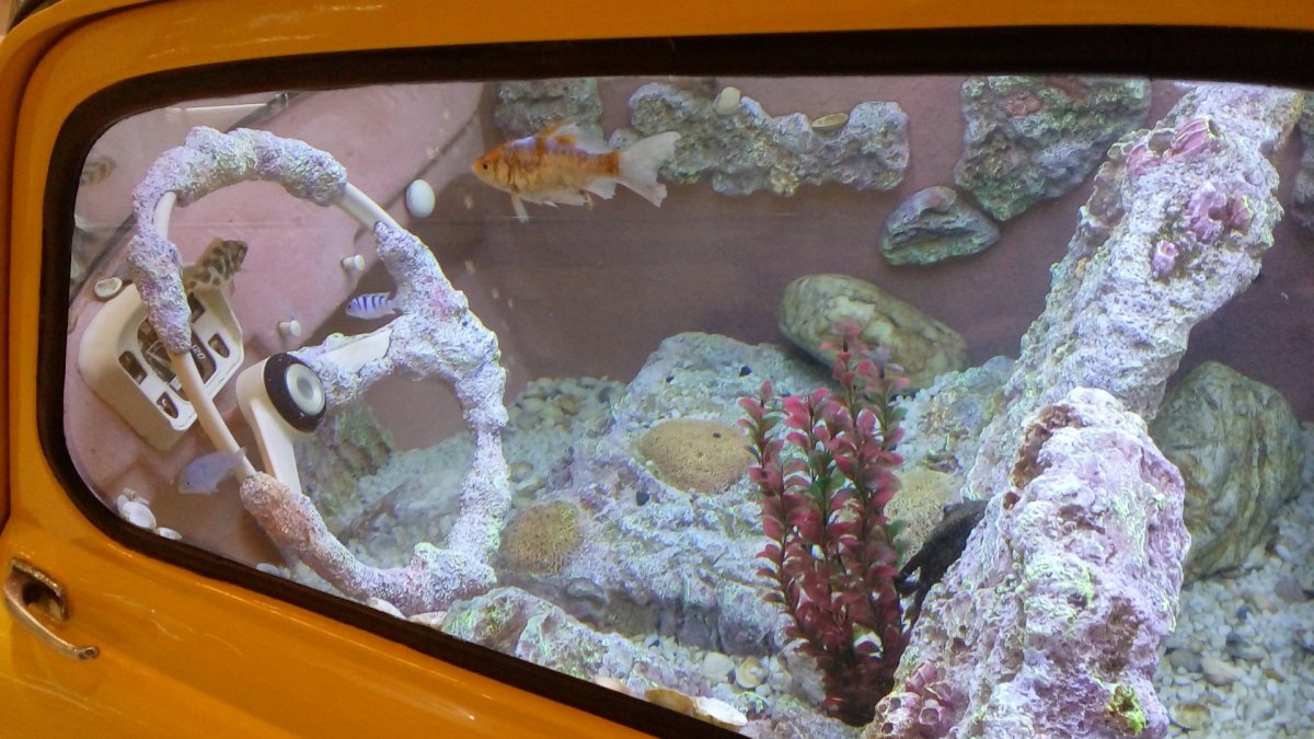 Запорожец аквариум в Колпино