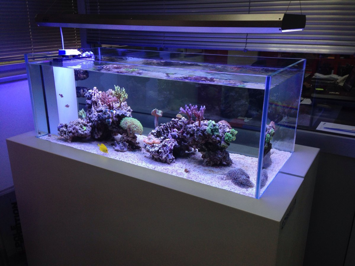 Сколько стоит морской аквариум мини риф