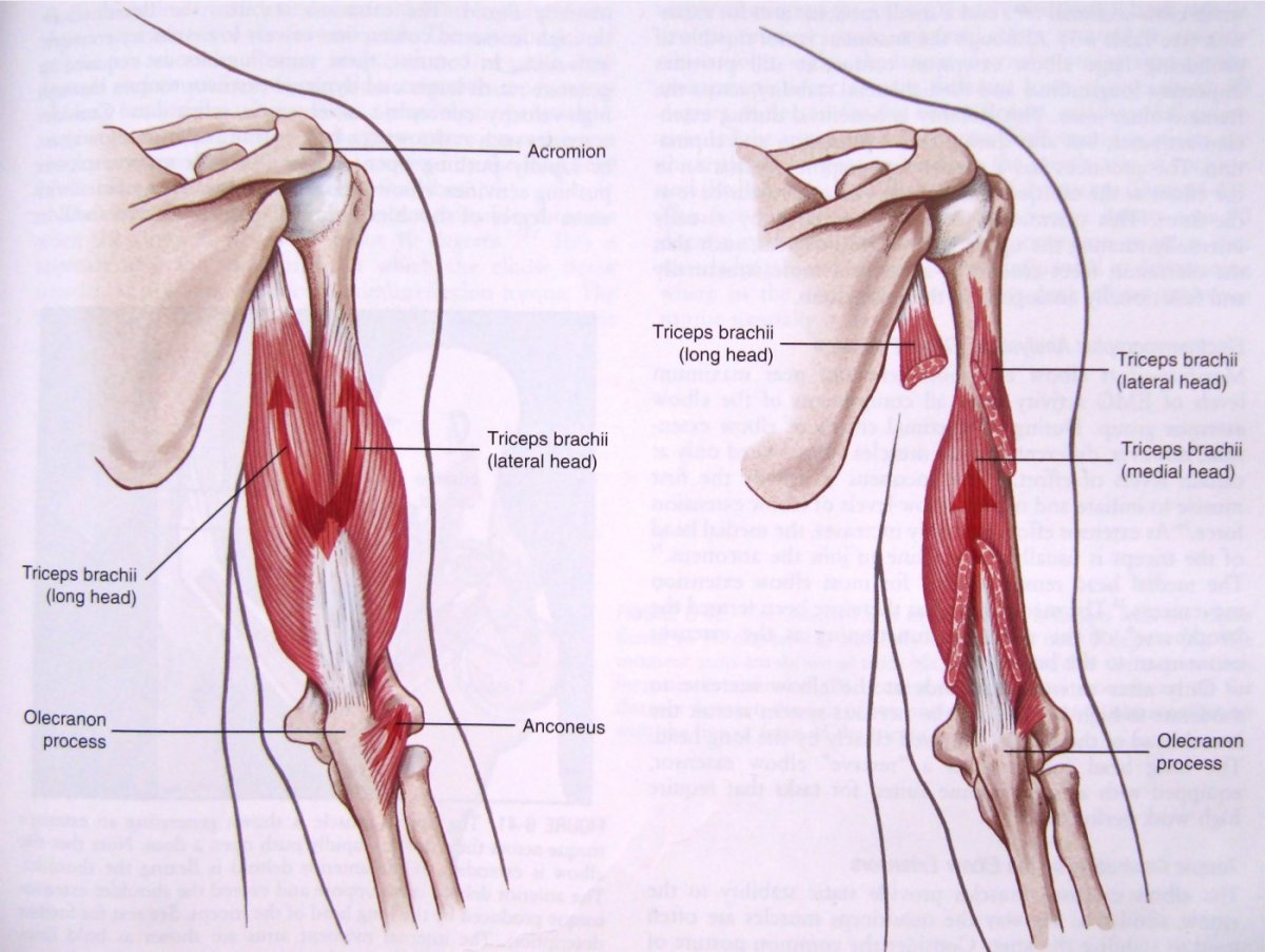 Головки трехглавой мышцы плеча