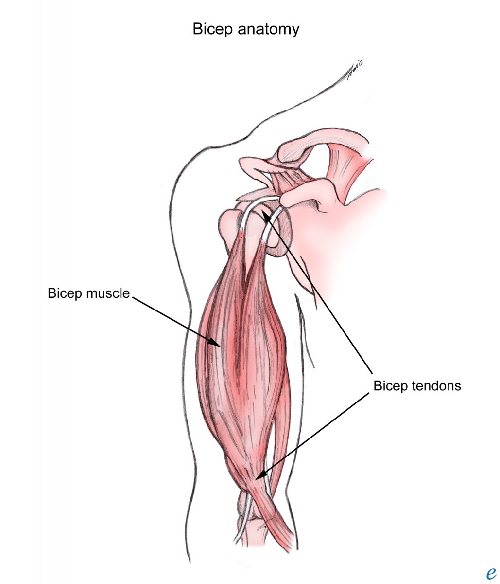 Длинная головка двуглавой мышцы плеча анатомия
