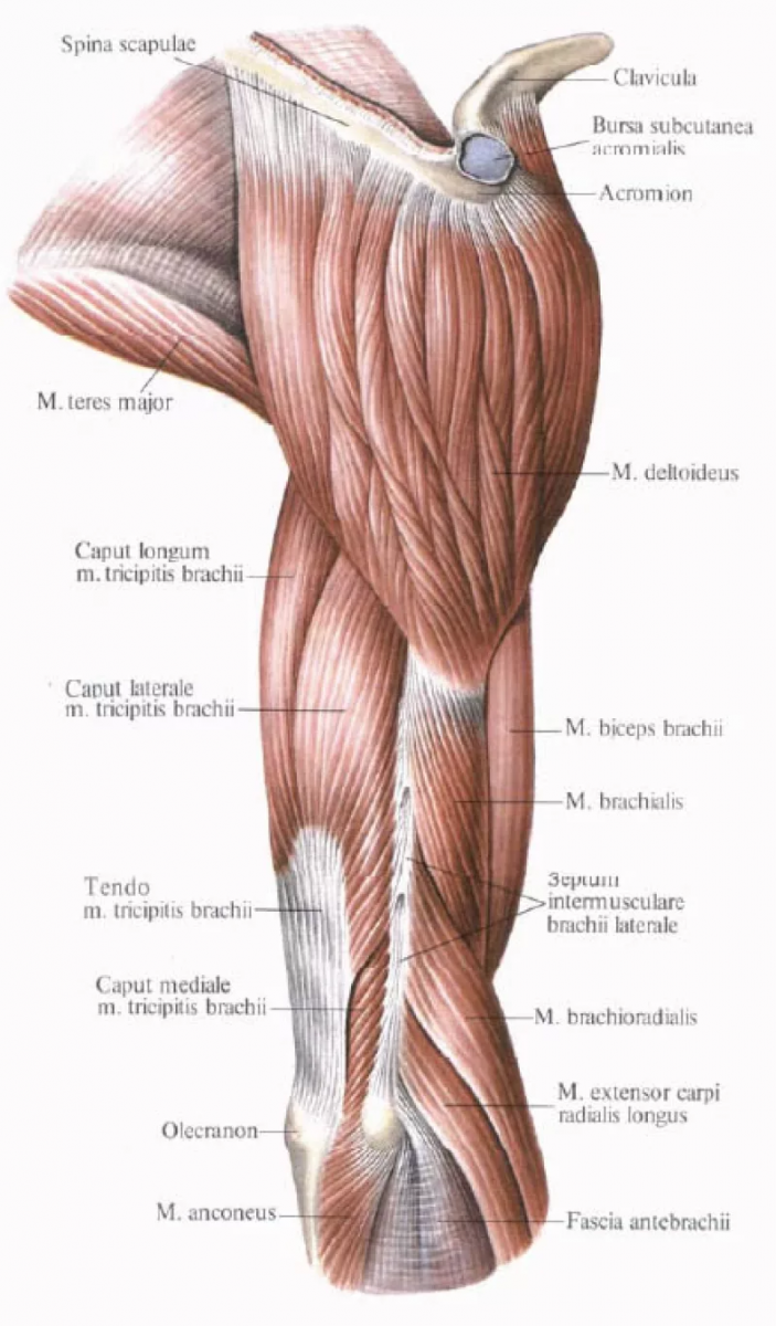 Анатомия сухожилия длинной головки бицепса плеча