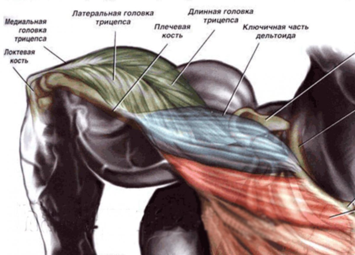 Двуглавая мышца плеча m. biceps brachii