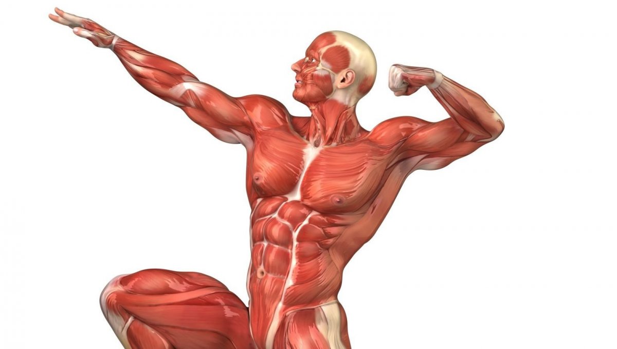 Мышечная система лица человека анатомия 3d