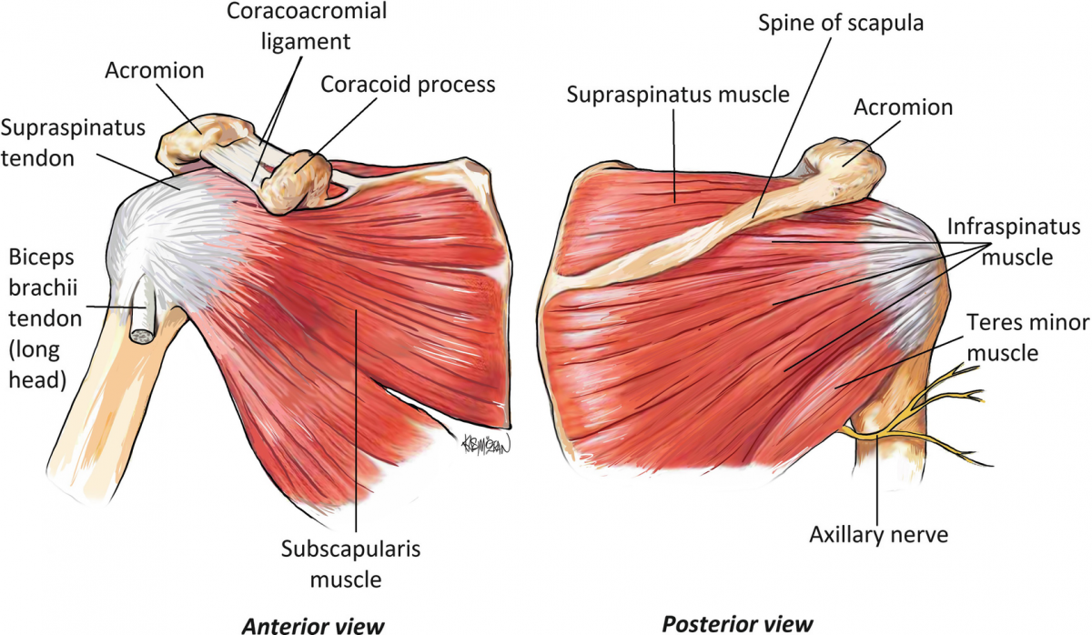 Подостная мышца (m. infraspinatus)