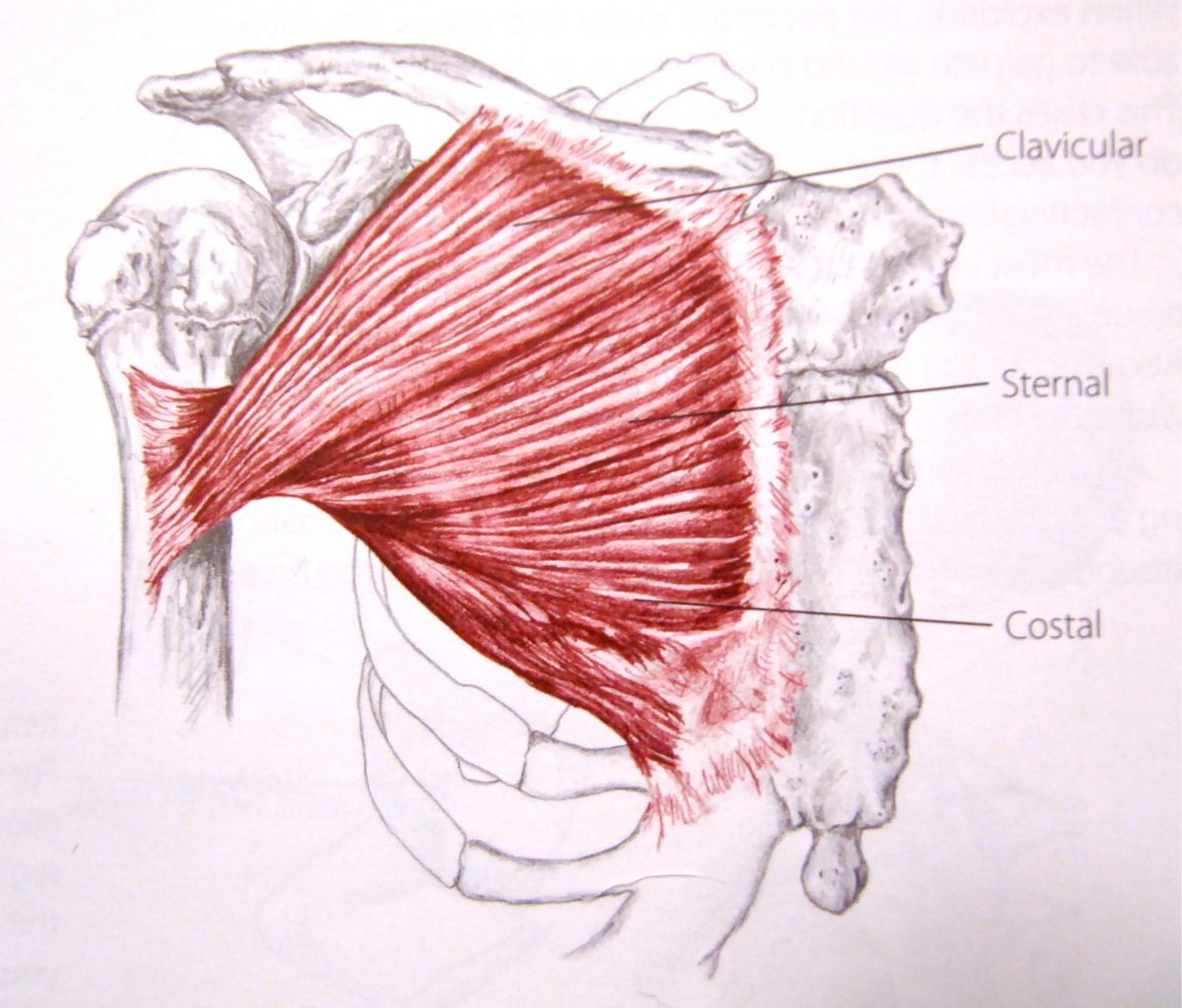 Мышца квадрицепс бедра анатомия