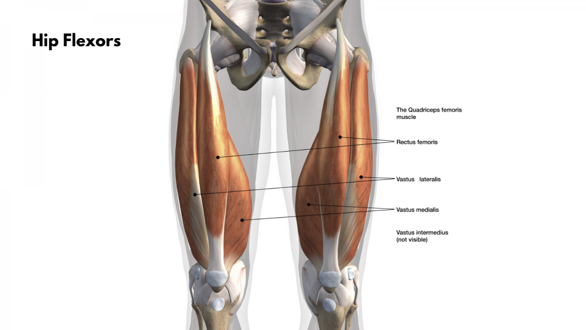 Пластическая анатомия мышц туловища