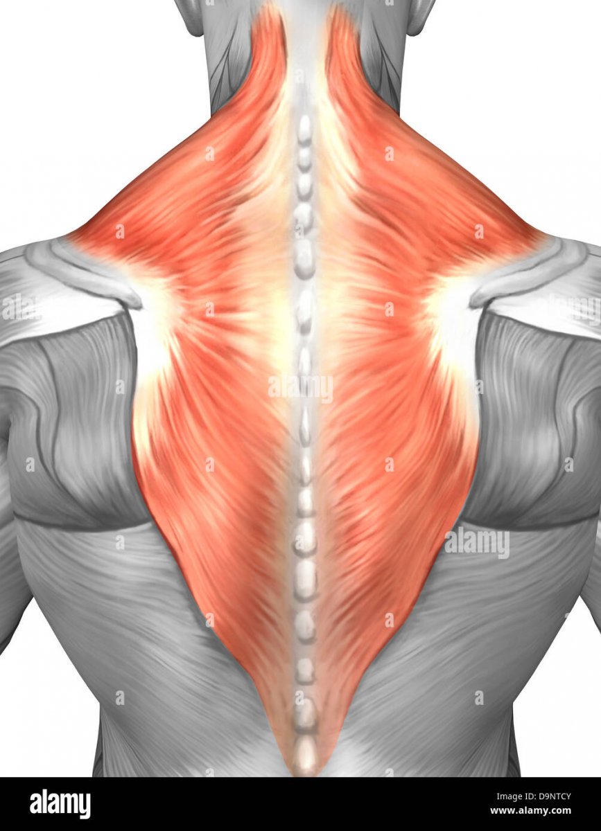 Дельтовидная мышца спины