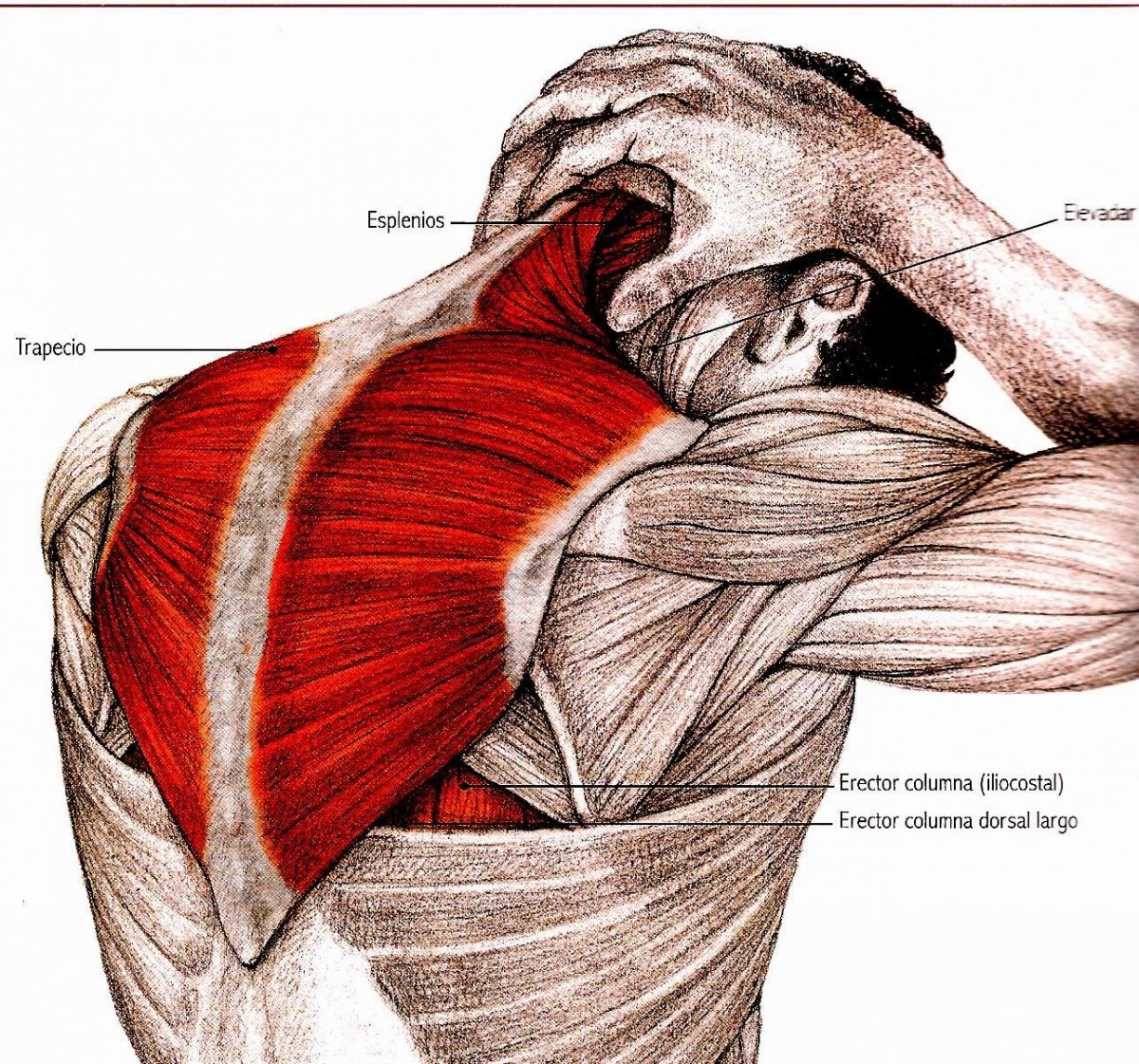 Мышцы спины зажимают нерв