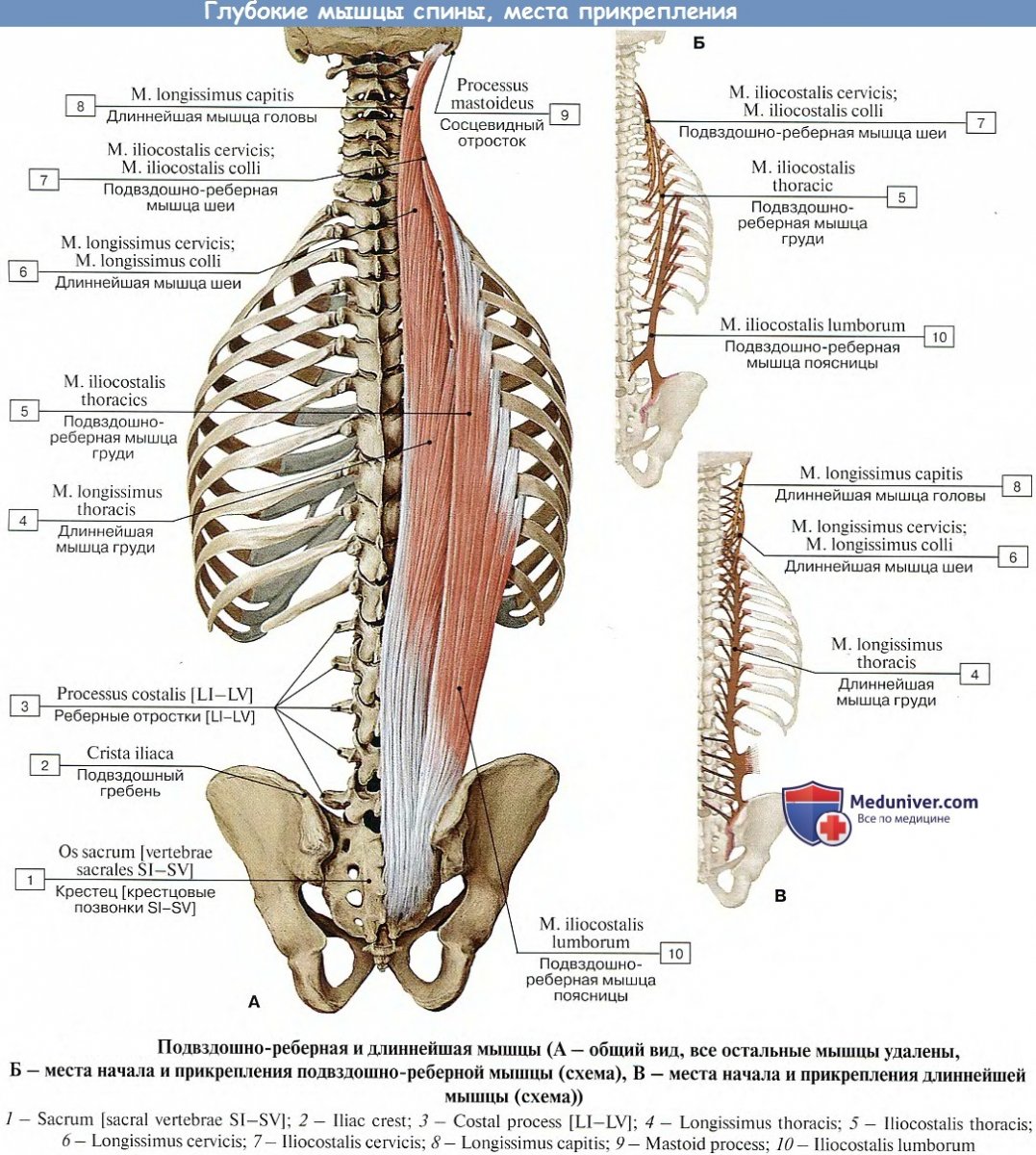 Erector Spinae мышца