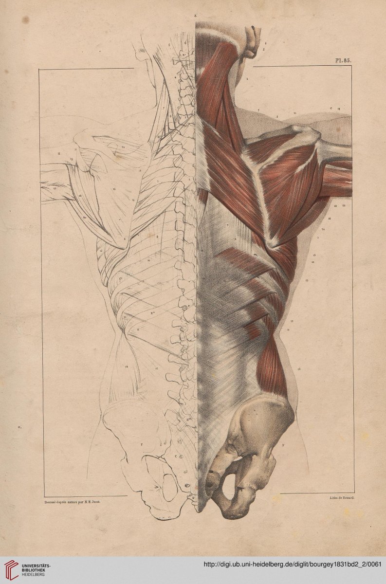 Multifidus muscle анатомия