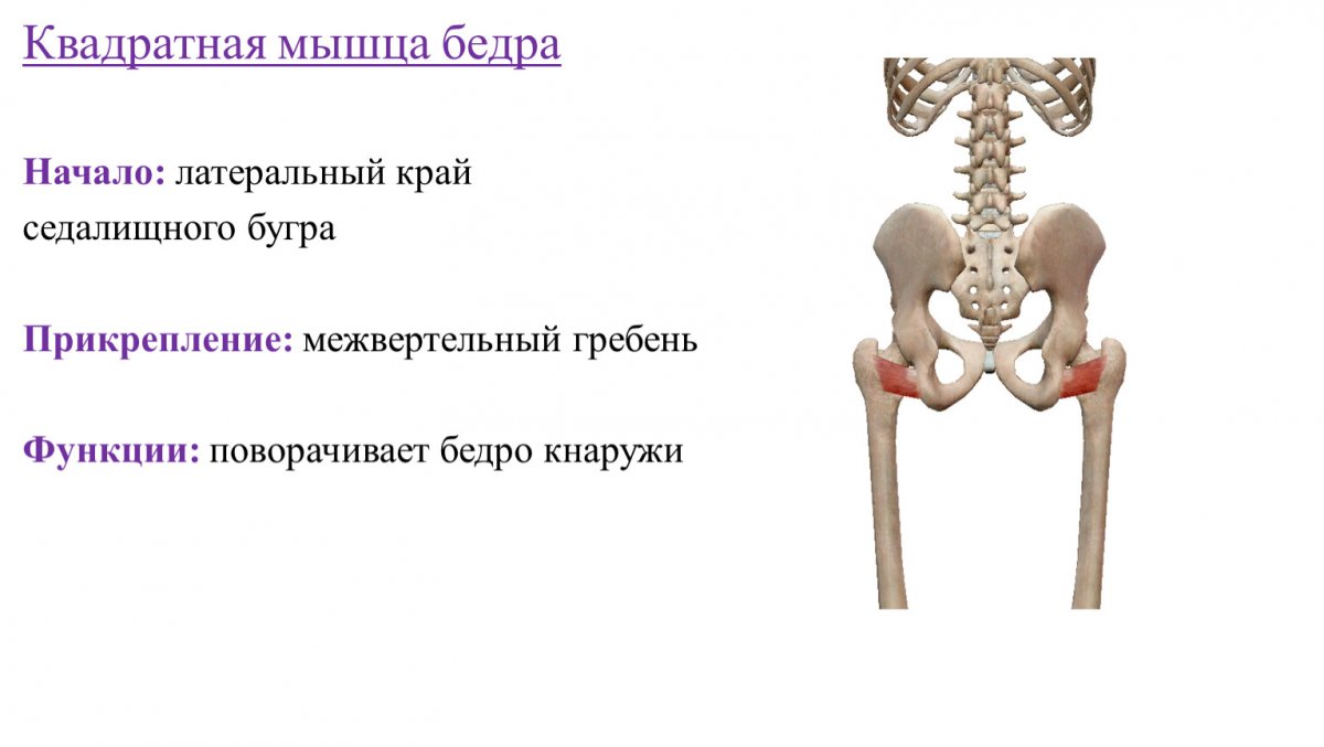 Квадратная мышца бедра иннервируется