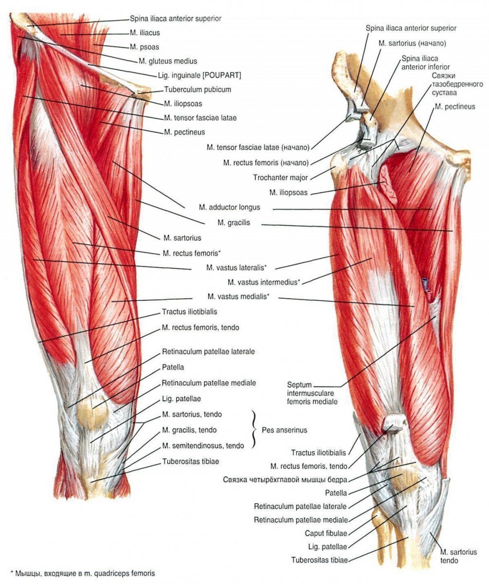 Ягодичные мышцы анатомия 3d