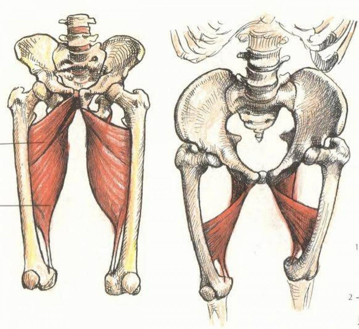 Мышцы ног анатомия