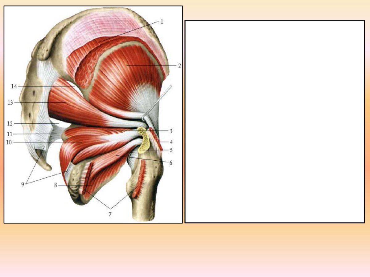 Мышцы бедра сзади анатомия