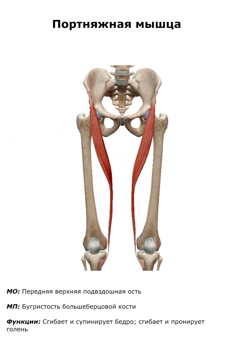 PSOAS Major мышца