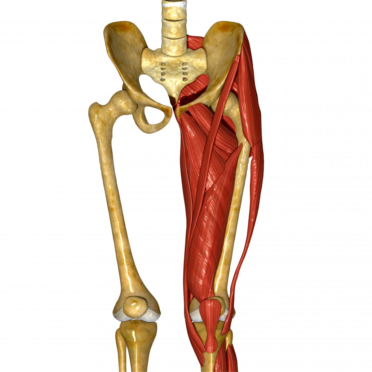 Pectineus muscle анатомия