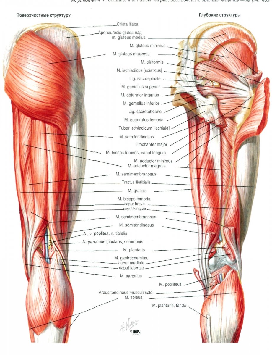 Четырехглавая мышца бедра анатомия
