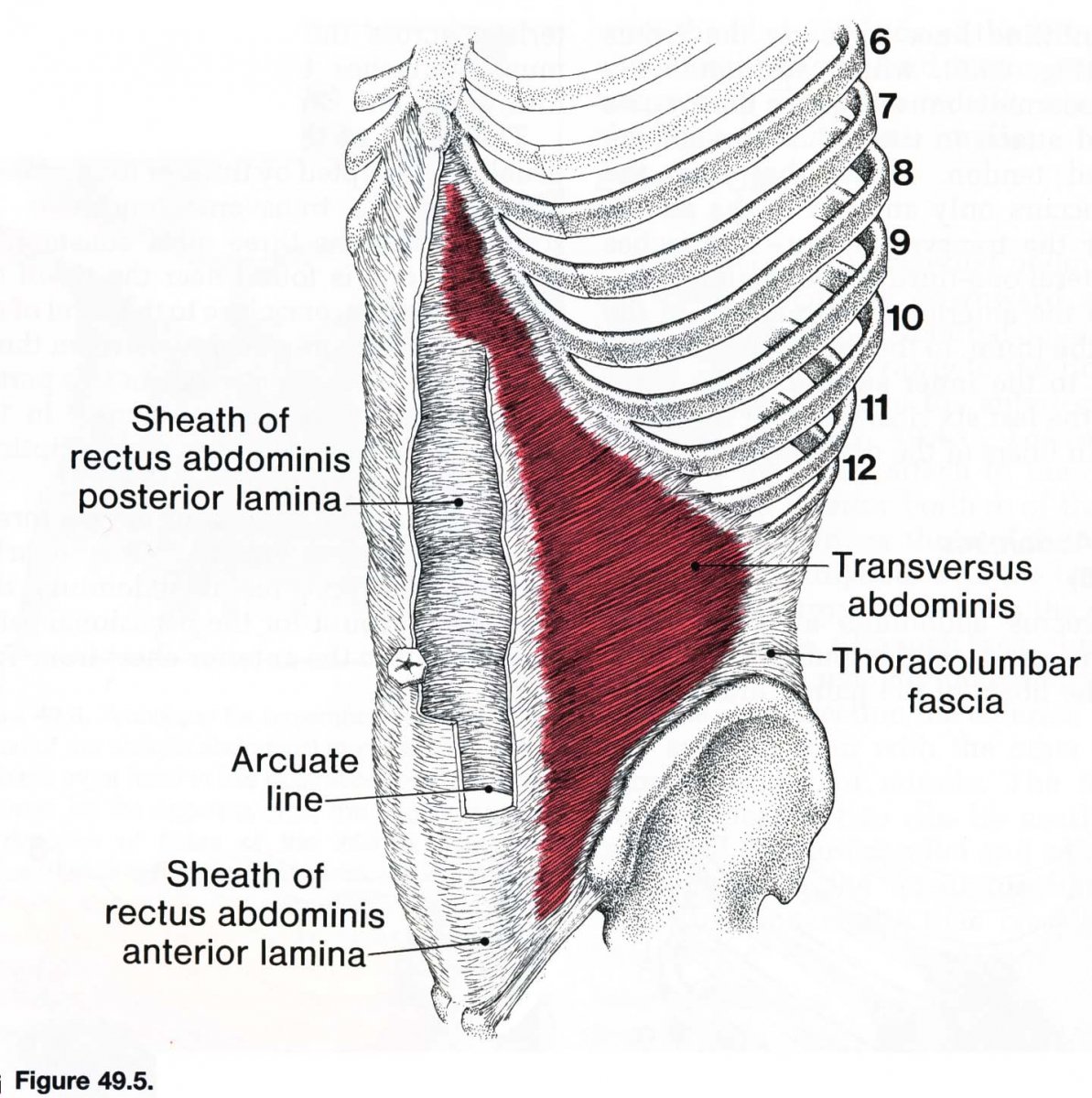 Наружная косая мышца живота анатомия